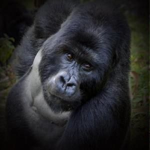 Meet your Posher, Danny